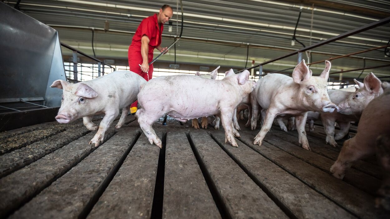 Cerdos de engorda en instalaciones modernas de producción porcícola