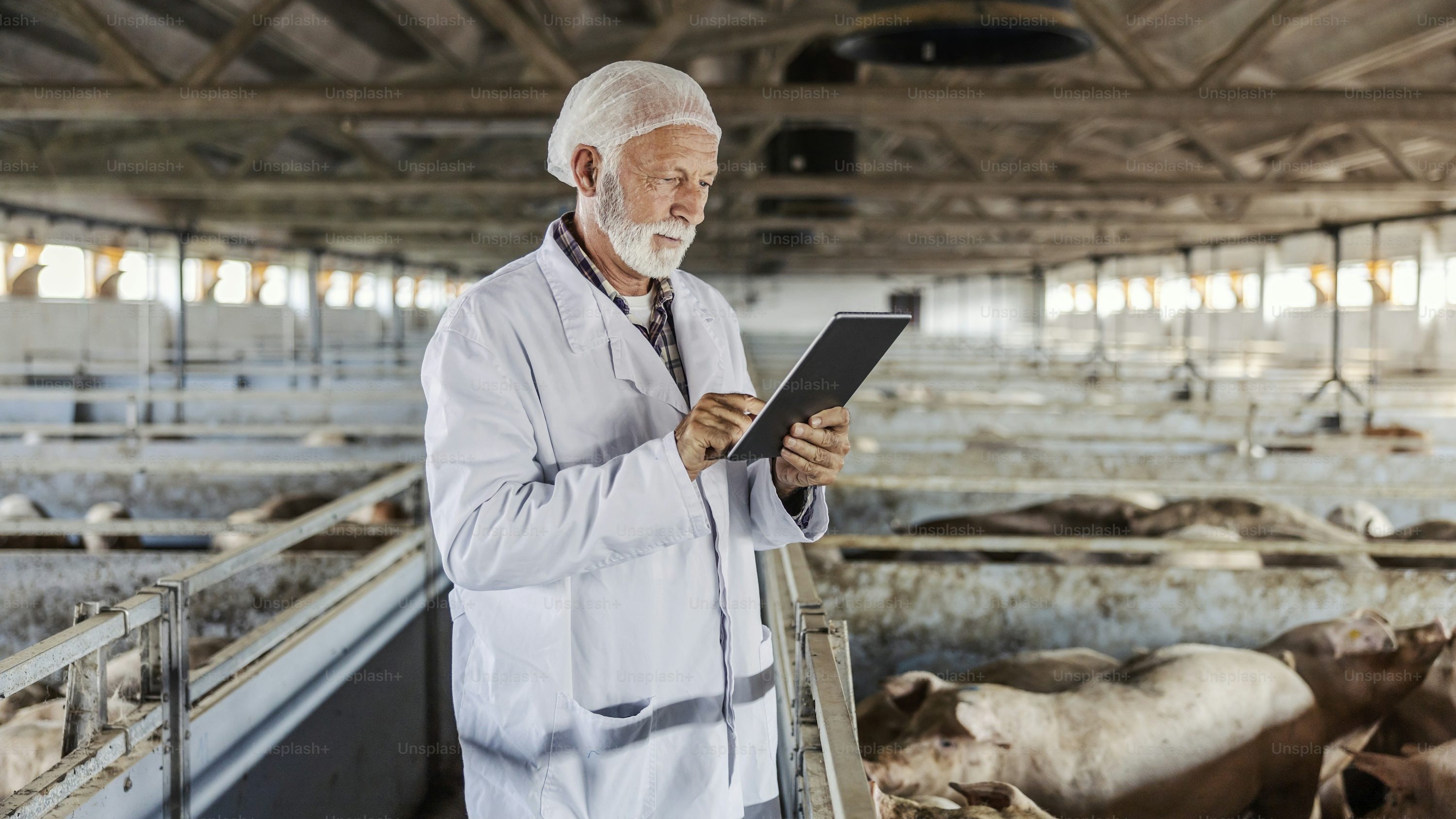 Veterinario porcino usando tablet digital para registrar datos en granja moderna